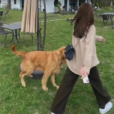 侠捕之诡影迷踪